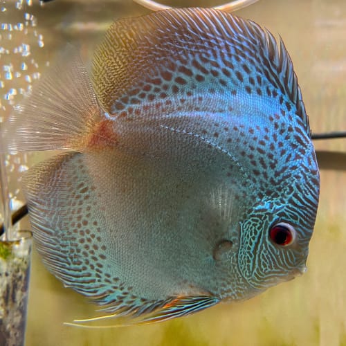 BLUE SCORPION Discus